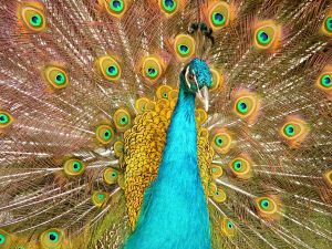 Peacock 1280 x 960