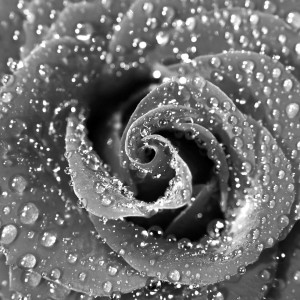 Rain Kissed Rose 900 x 900