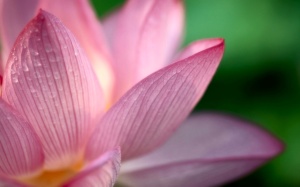 Lotus Of The Heart 1280 x 800
